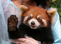 Red Panda being held